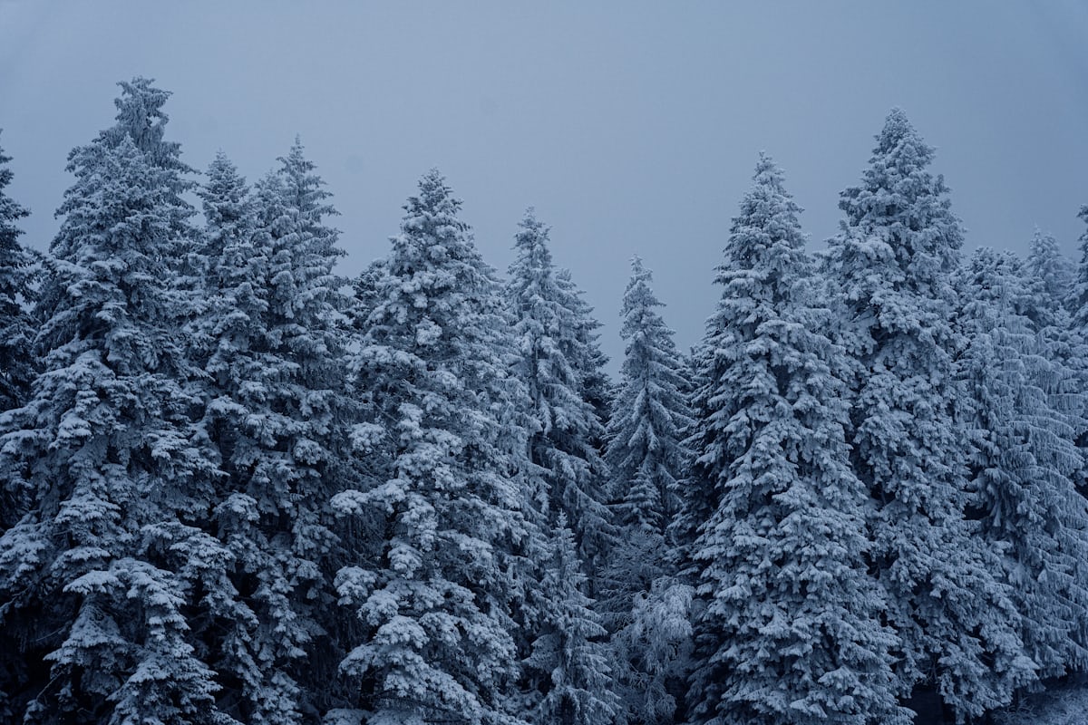 Forêt enneigée au crépuscule au-dessus de Valmorel