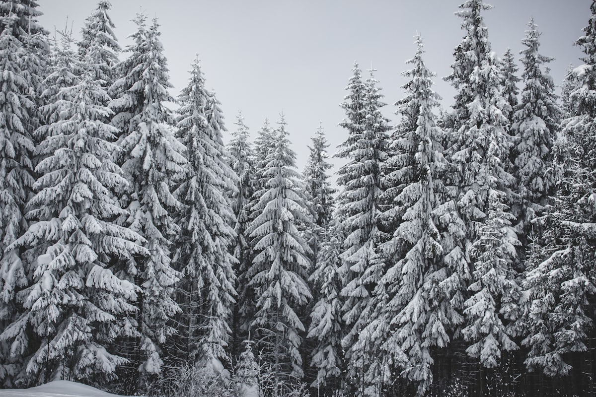 Forêt enneigée sur les pentes des Arcs, Tarentaise